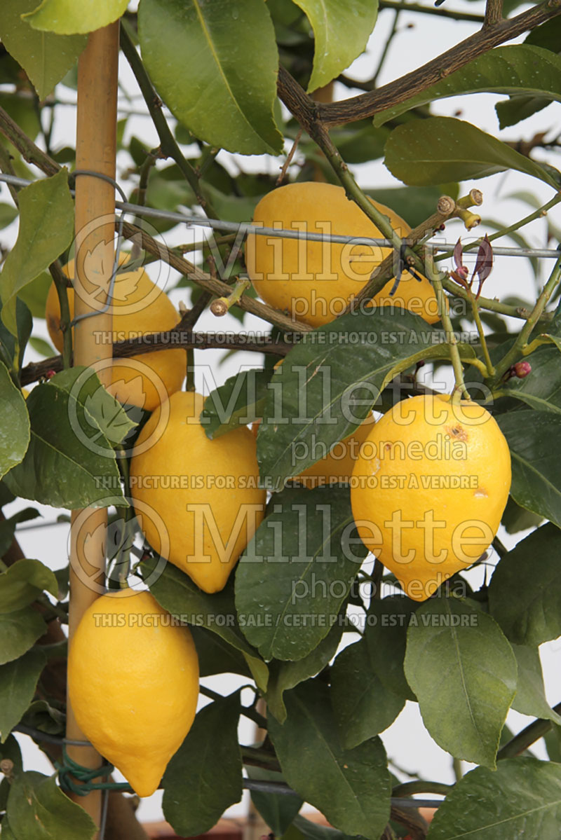 Citrus limon (Lemon tree lemon) 2 