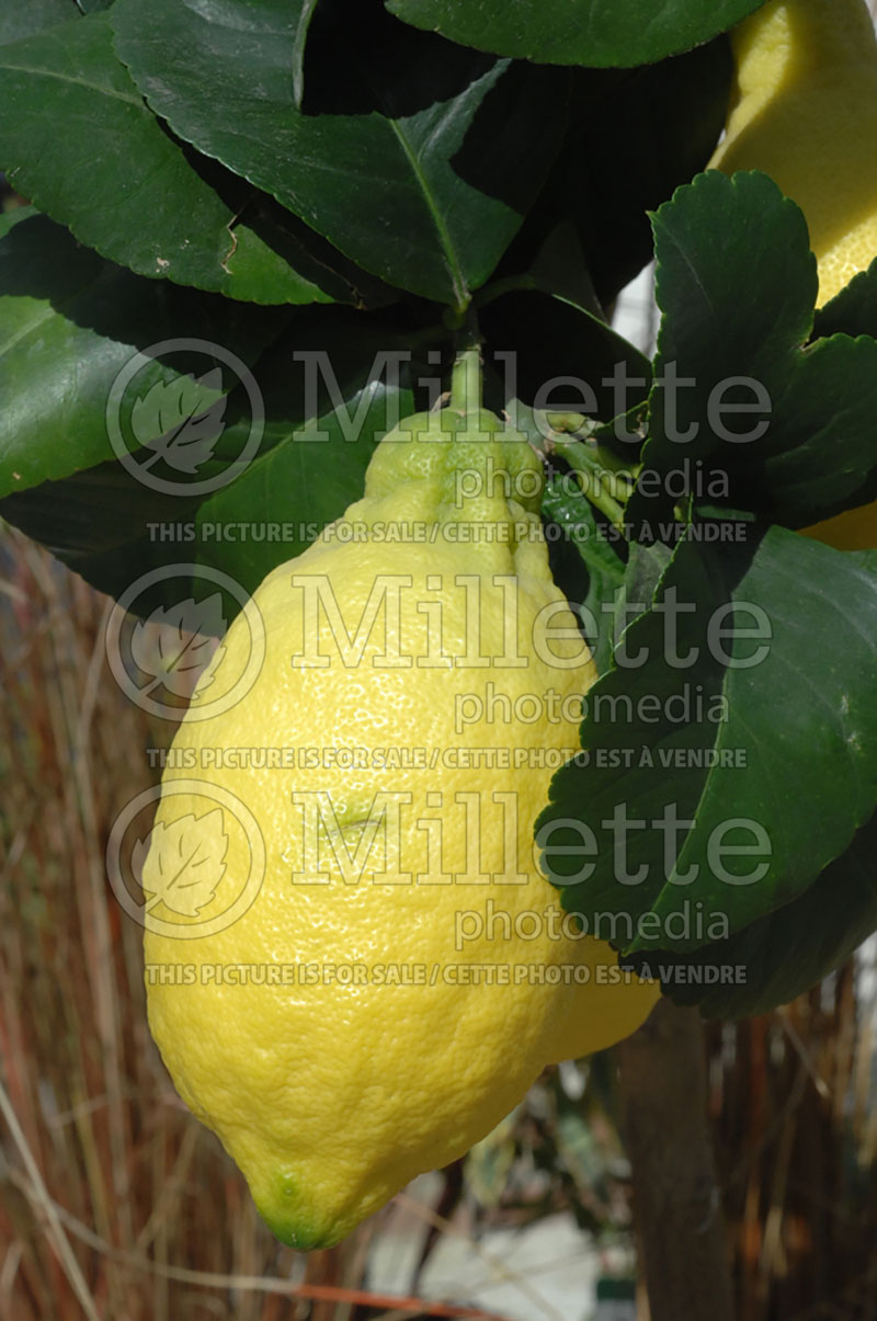 Citrus limon (Lemon tree lemon) 1 