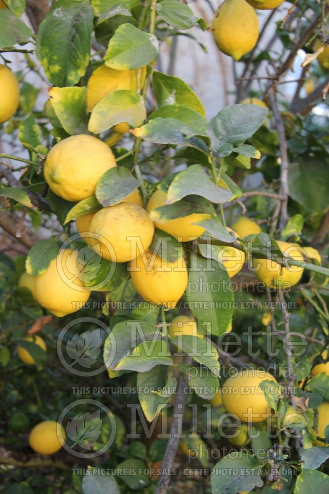 Citrus Eureka (Lemon) 6 