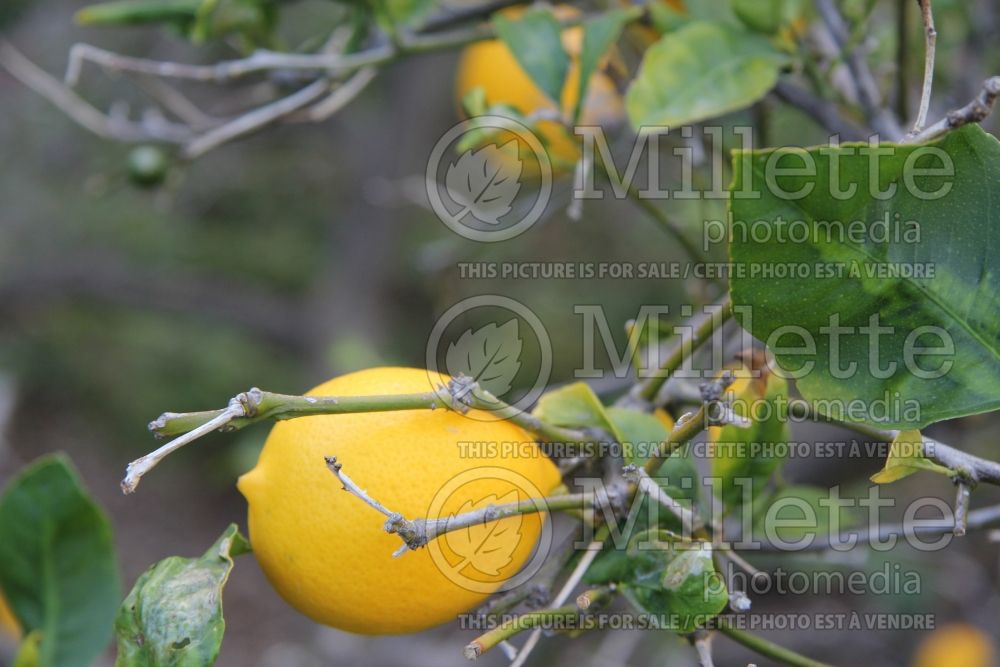 Citrus Improved Meyer (lemon) 1 