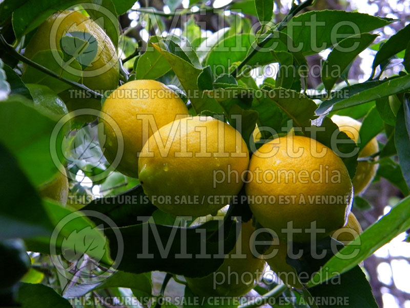 Citrus limon (Lemon tree lemon) 3 