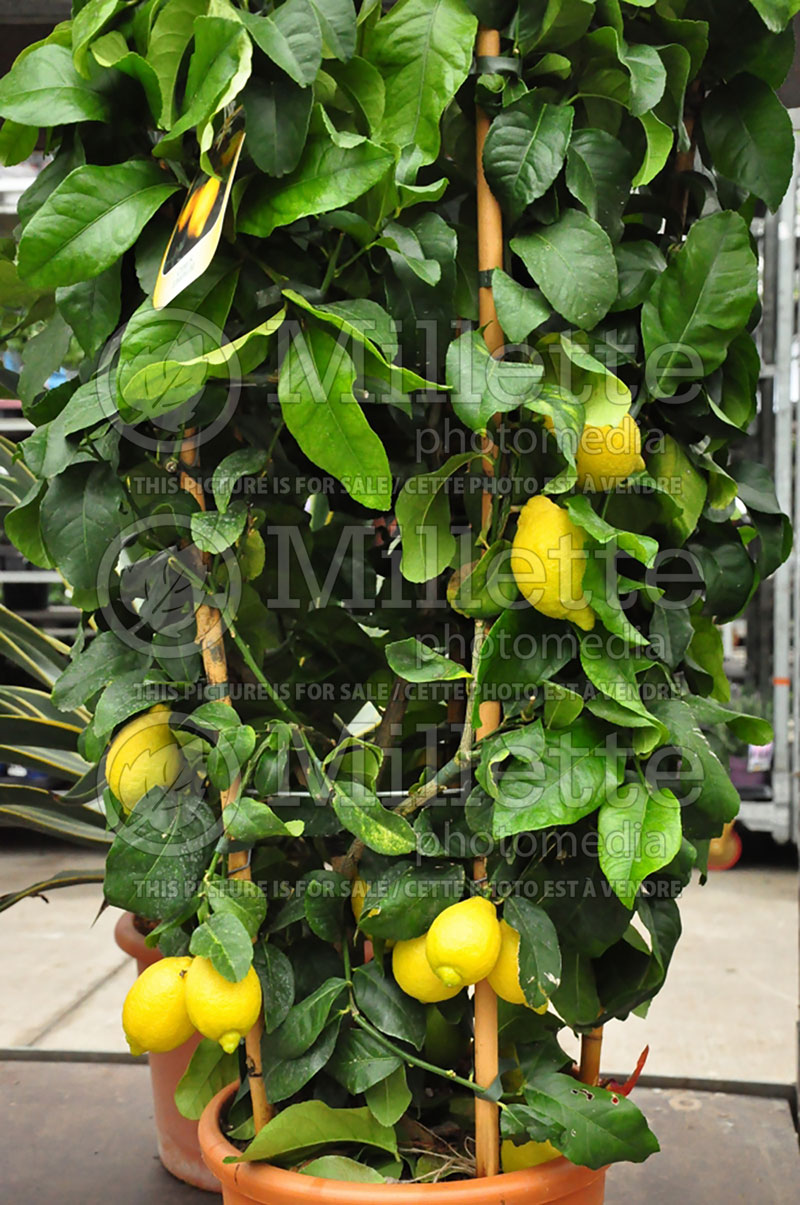 Citrus limon (Lemon tree lemon) 7 