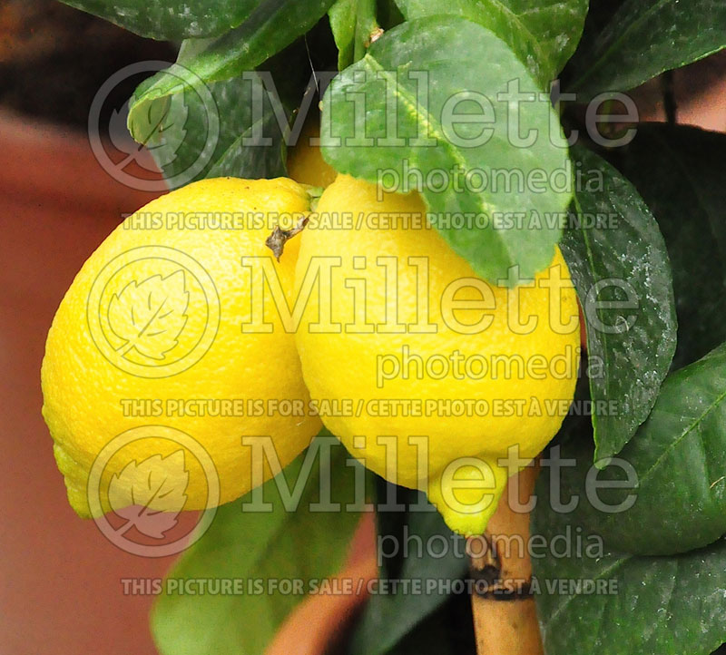 Citrus limon (Lemon tree lemon) 6 