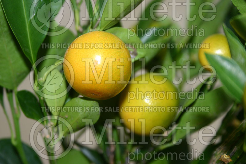 Citrus madurensis (Calamondin orange tree) 1