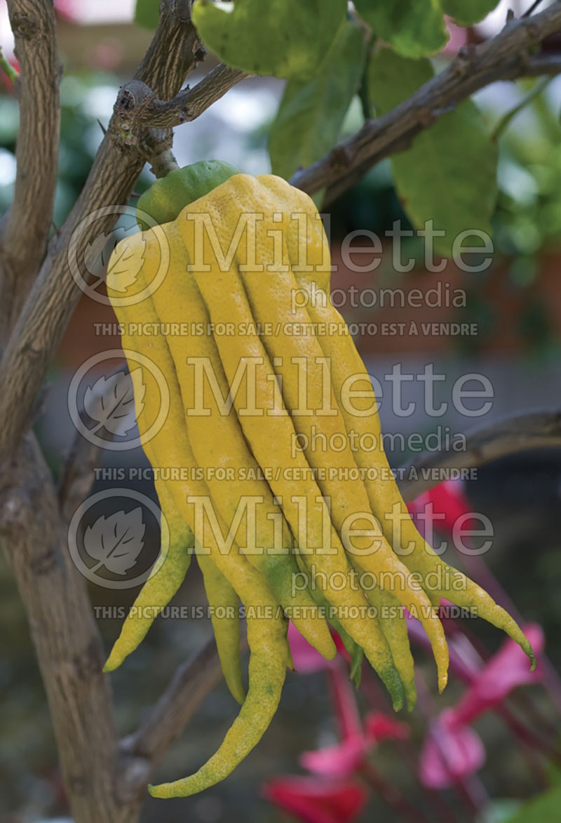 Citrus medica var. sarcodactylis (Buddha's hand, fingered citron) 1 