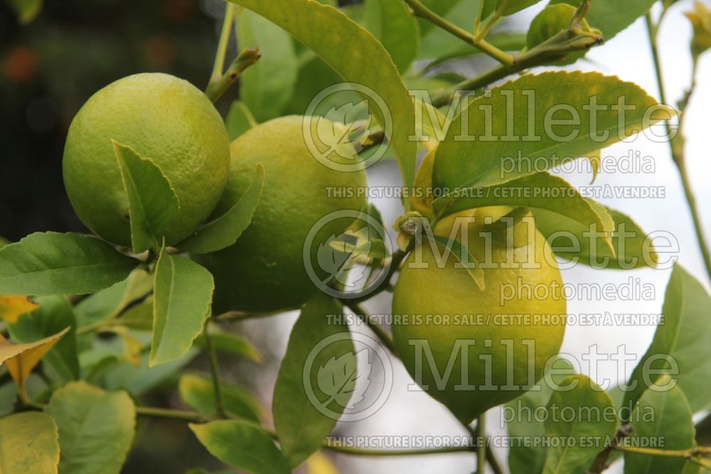 Citrus Improved Meyer (Meyer Lemon Tree) 1 