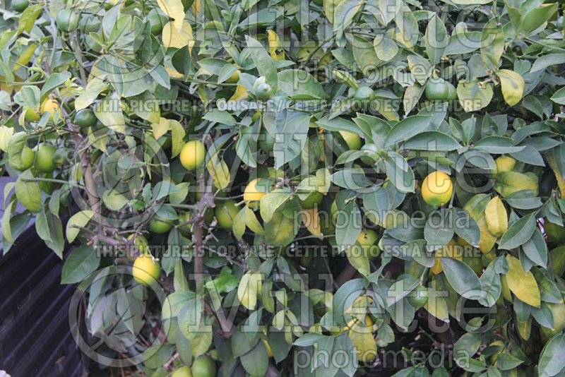 Citrus meyeri (Meyer Lemon Tree) 1 