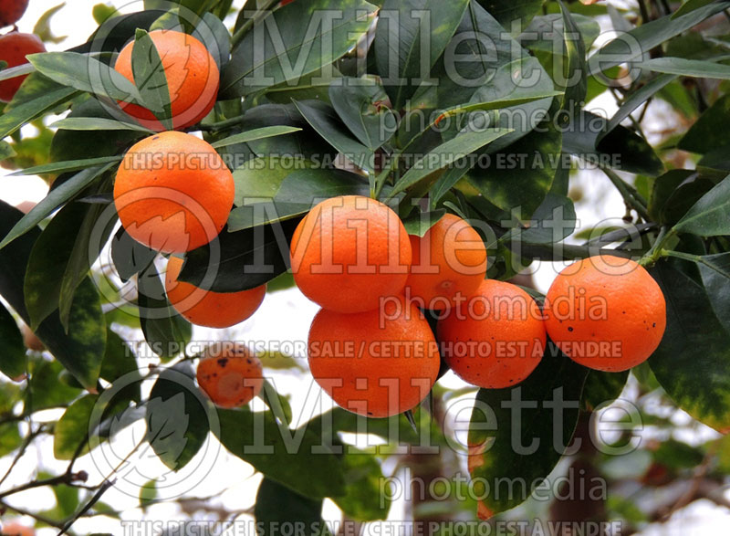 Citrus mitis aka Citrofortunella microcarpa (Calamondin) 3 