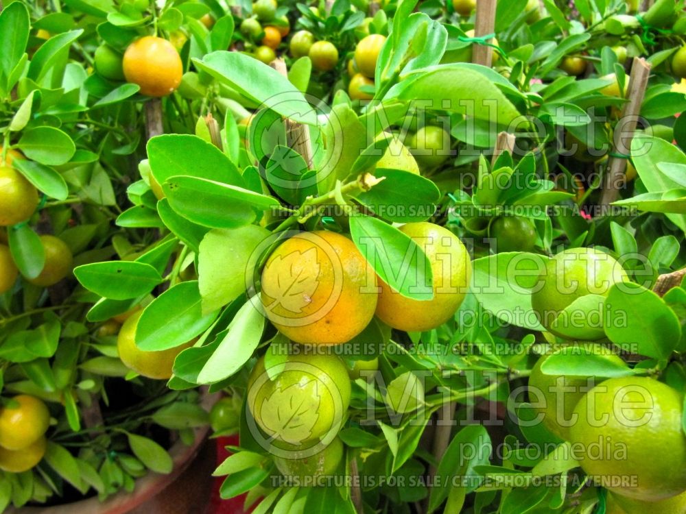 Citrus mitis aka Citrofortunella microcarpa (Calamondin) 2 