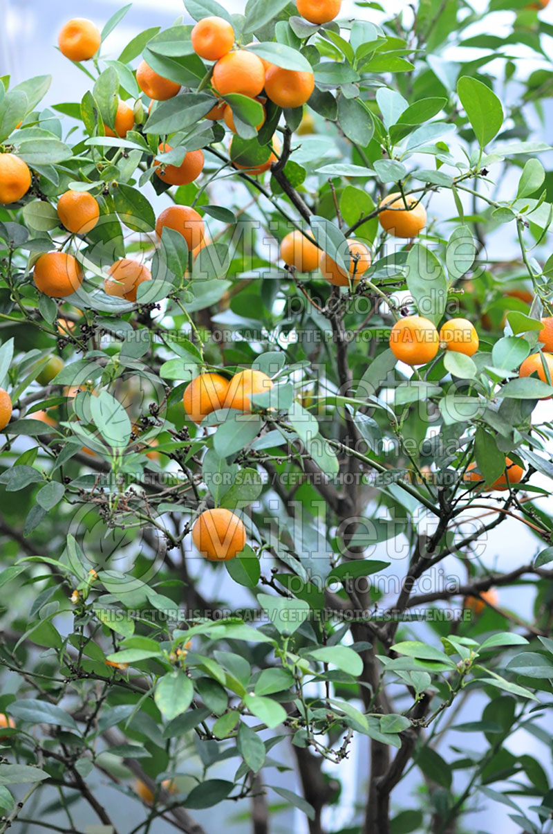 Citrus mitis aka Citrofortunella microcarpa (Calamondin) 5 