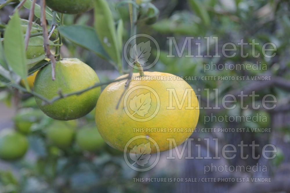 Citrus Cocktail (grapefruit Tree) 1 