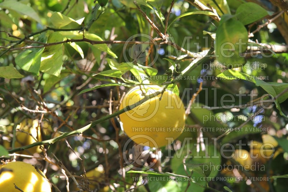 Citrus Orangelo (grapefruit) 1 