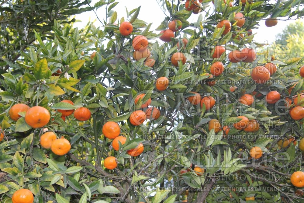Photo of Citrus Dancy (mandarin Tree)