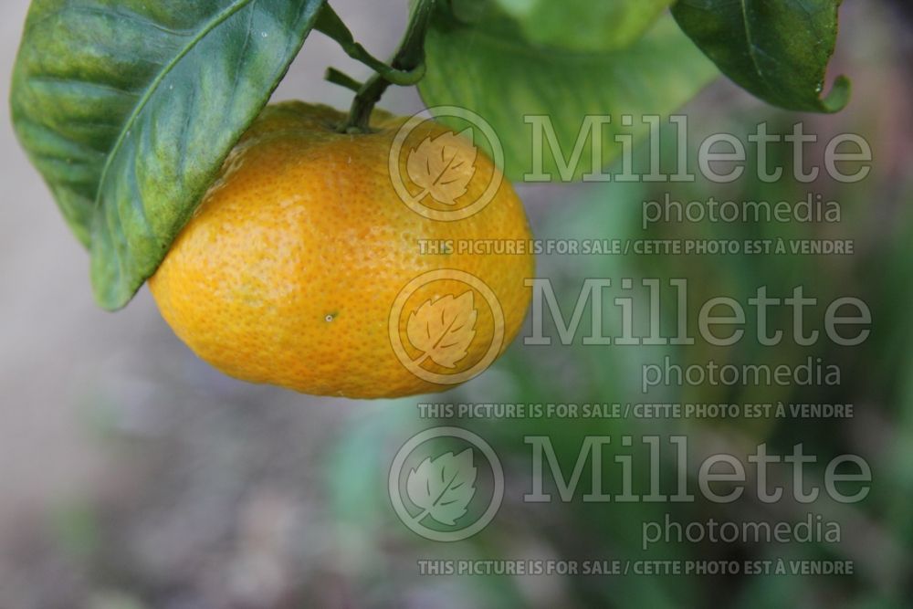 Citrus Gold Nugget (mandarin Tree) 2 