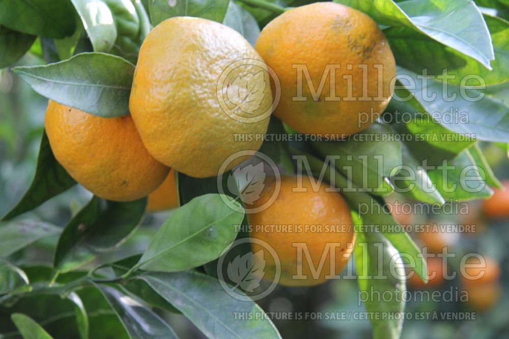 Citrus Gold Nugget (mandarin Tree) 1 