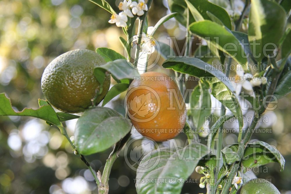 Citrus Honey (mandarin Tree) 2 