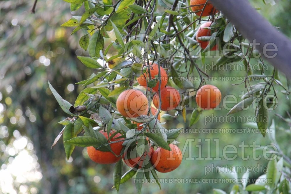 Citrus Lee (mandarin Tree) 1 