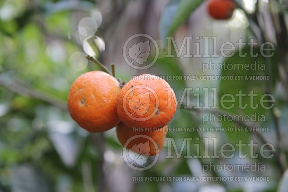 Citrus Page (mandarin Tree) 1 