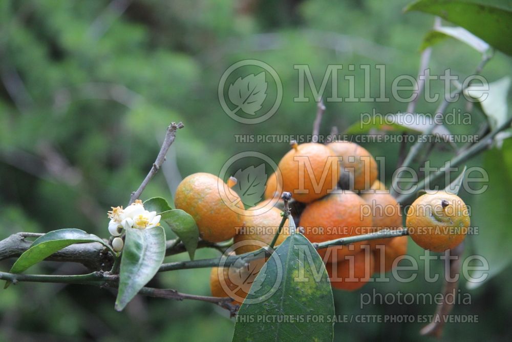 Citrus Page (mandarin Tree) 2 