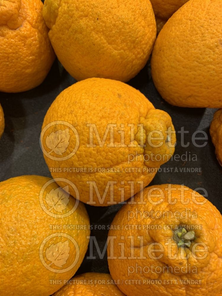Citrus Shiranui (Sumo mandarin orange) 1
