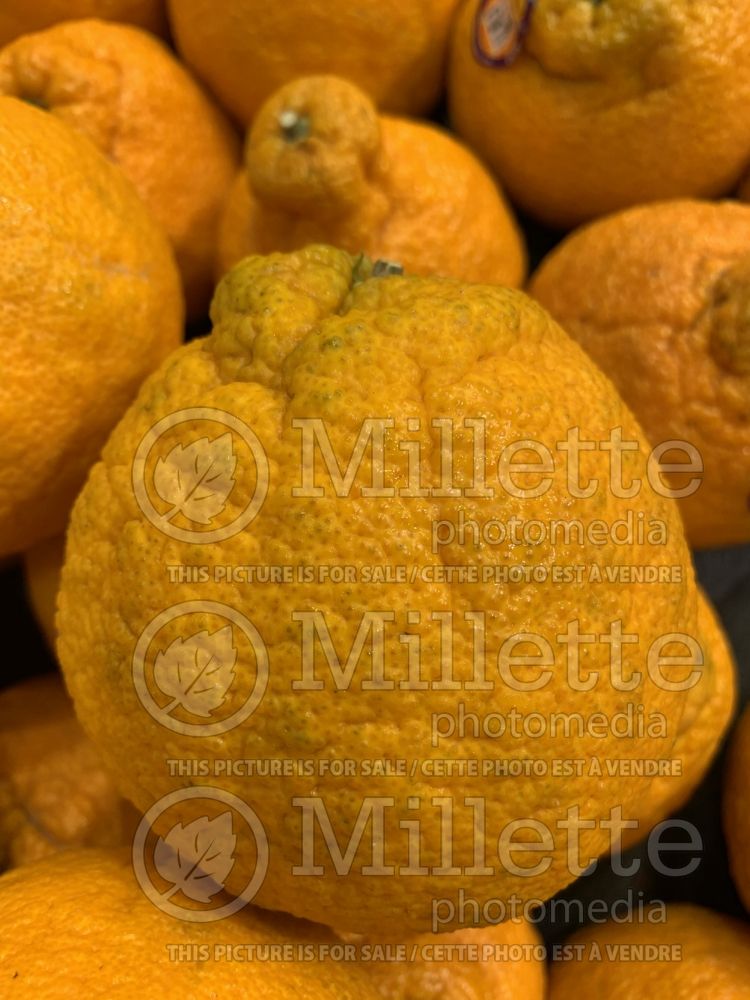 Citrus Shiranui (Sumo mandarin orange) 2