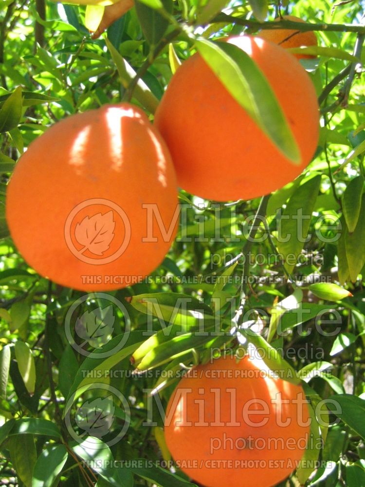 Citrus reticulata (Mandarin or mandarine) 1