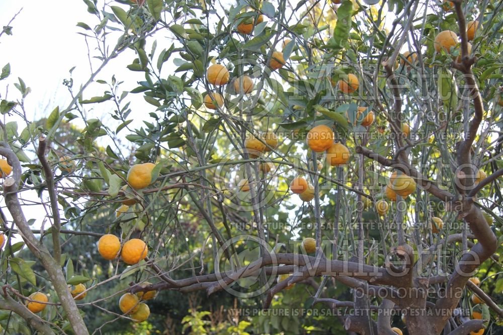 Citrus Ugli (mandarin Tree) 1 