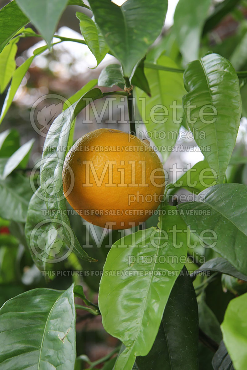 Citrus sinensis (Orange tree orange) 2 