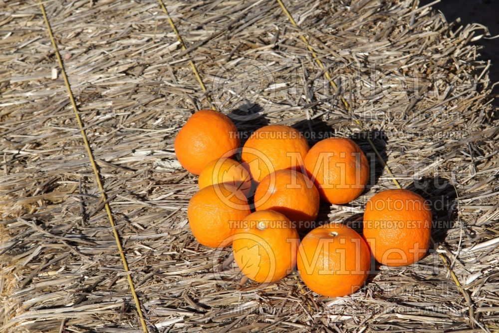 Citrus sinensis (Orange tree orange) 5 