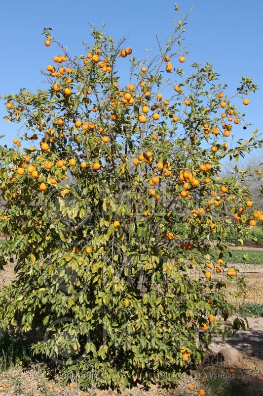 Citrus sinensis (Orange tree orange) 6 