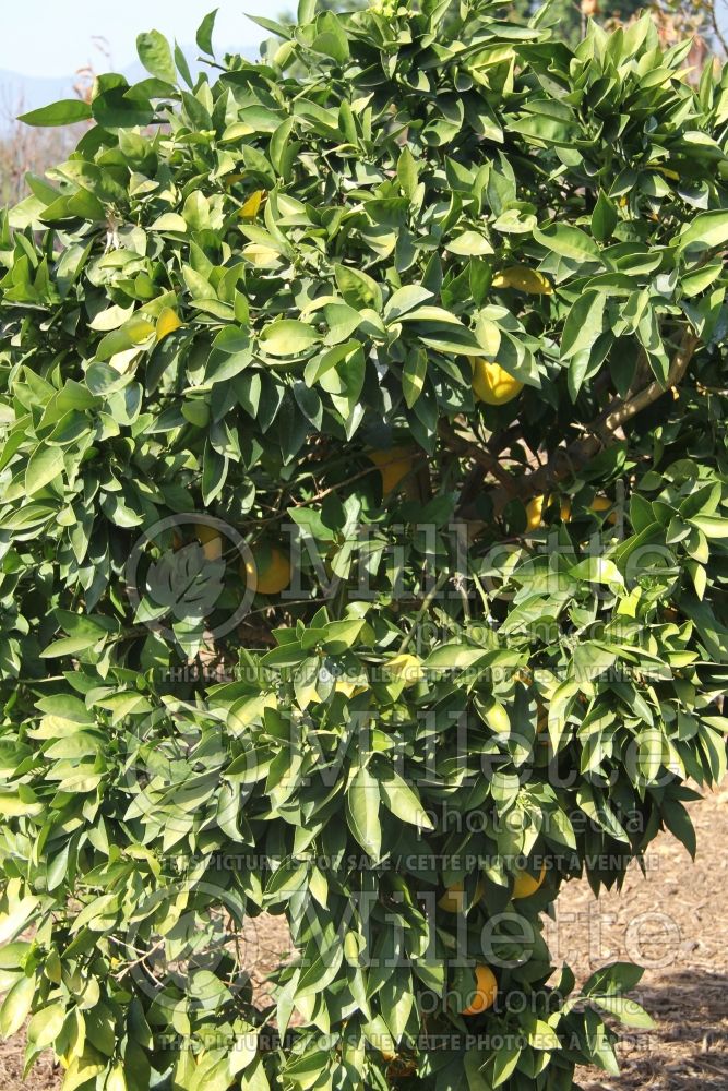 Citrus Moro (Orange Tree) 3 