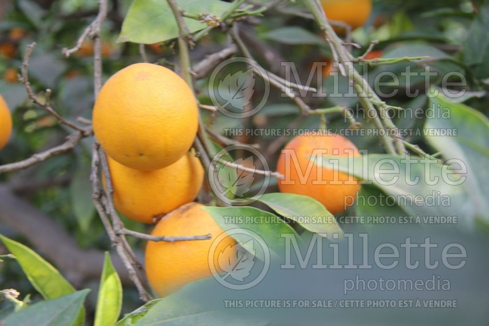 Citrus Moro (Orange Tree) 1 