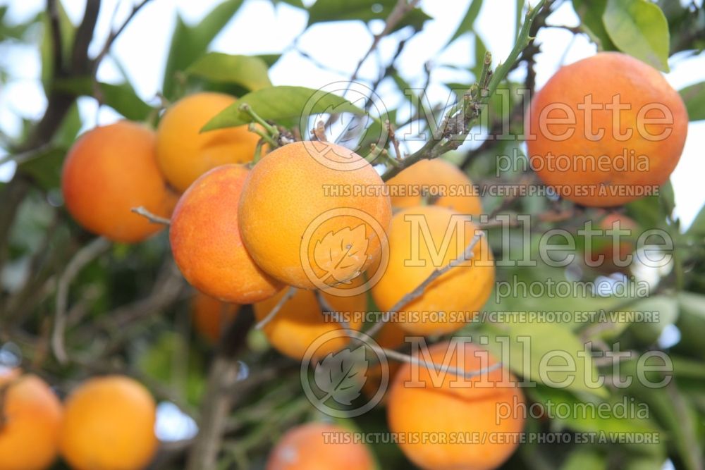 Citrus Moro (Orange Tree) 2 