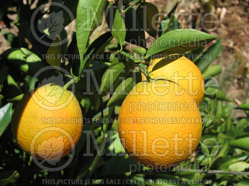 Citrus sinensis (Orange tree orange) 4  