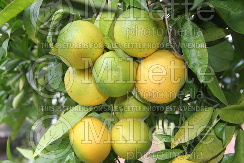 Citrus sinensis (Orange tree orange) 3 