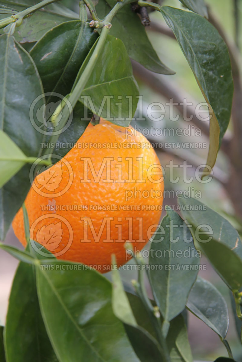 Citrus Valencia (Orange Tree) 1 