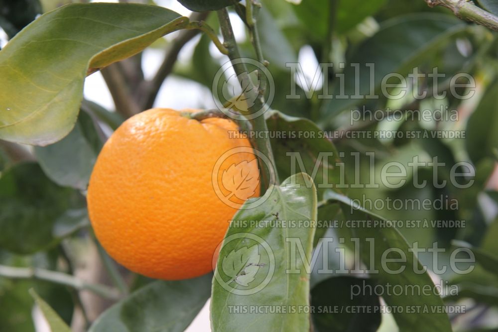 Citrus Valencia (Orange Tree) 2 