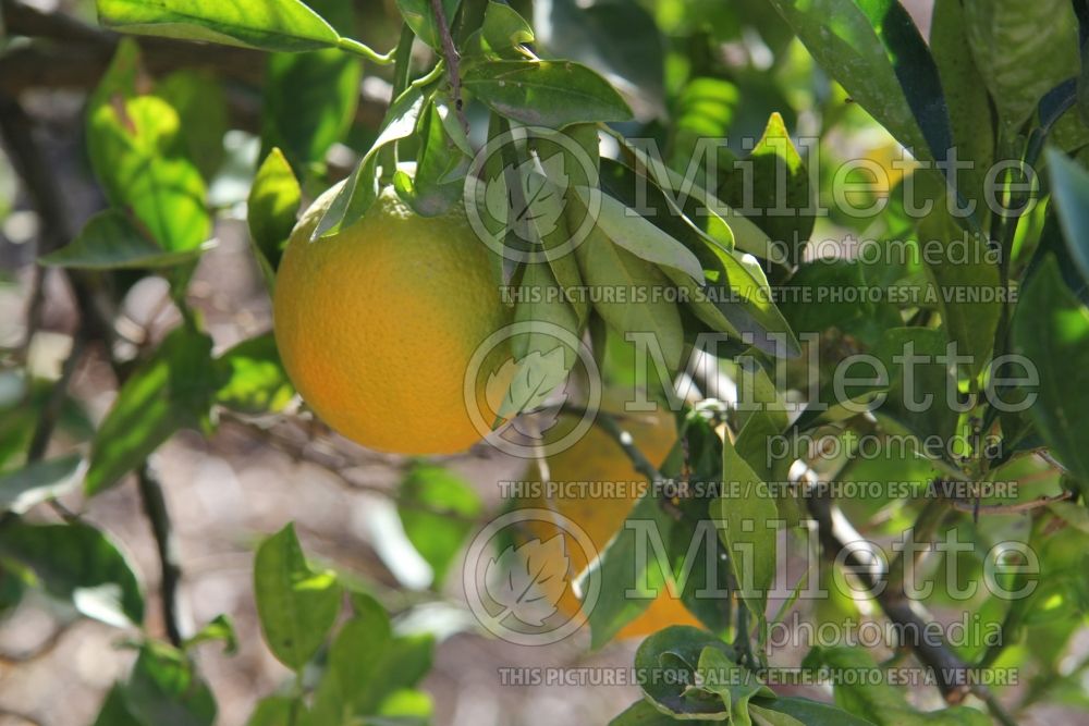 Citrus Valencia (Orange Tree) 4 