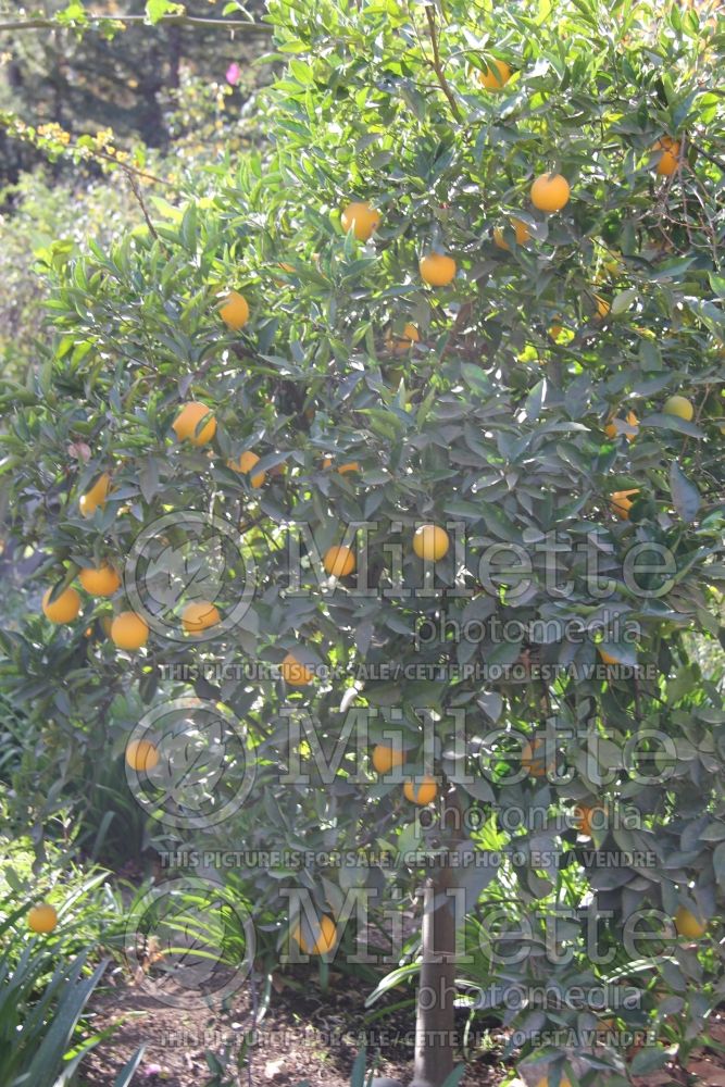 Citrus Valencia (Orange Tree) 3 