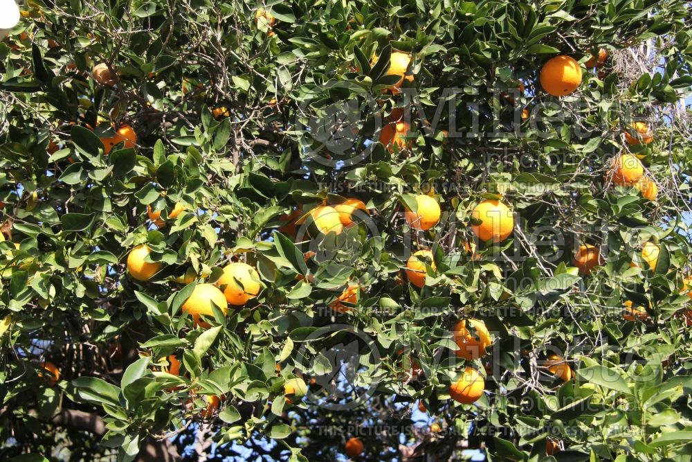Citrus Washington Navel (Orange Tree) 3 