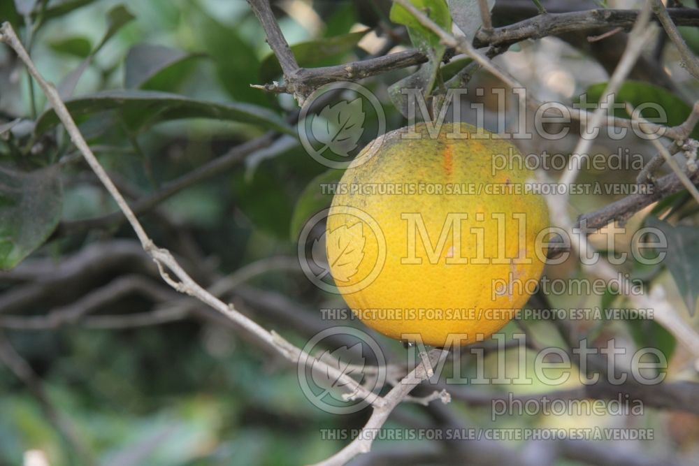 Citrus Washington Navel (Orange Tree) 4 