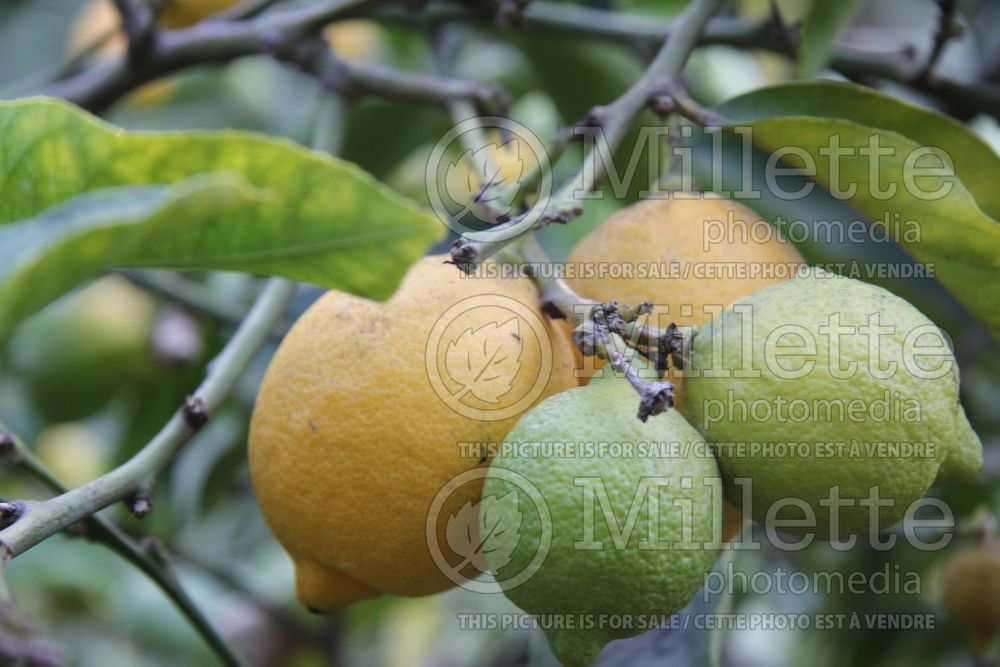 Citrus Lisbon Lemon (lemon Tree) 1 