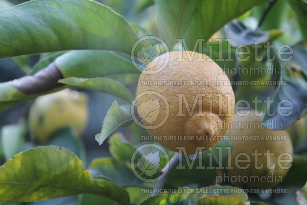 Citrus Lisbon Lemon (lemon Tree) 2 