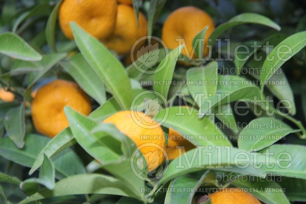 Citrus Shekwasha (mandarin Tree) 1 