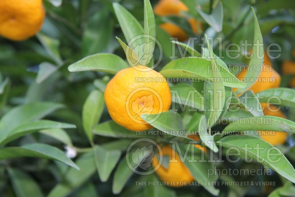 Citrus Shekwasha (mandarin Tree) 3 