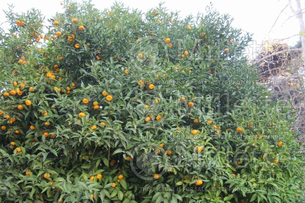 Citrus Shekwasha (mandarin Tree) 2 