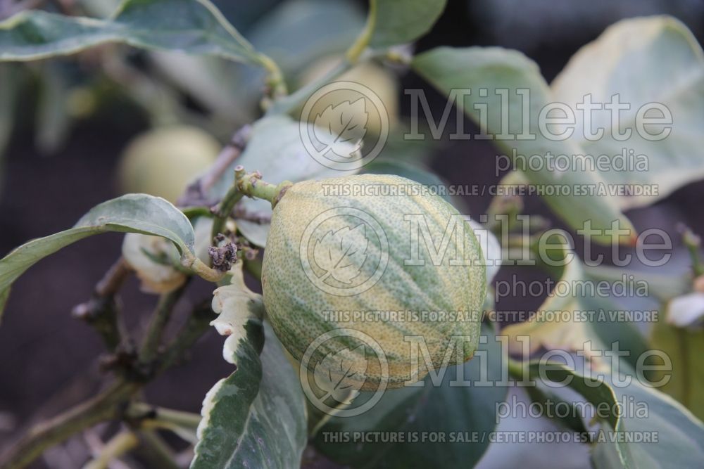 Citrus Variegated Eureka Lemon (lemon) 1 