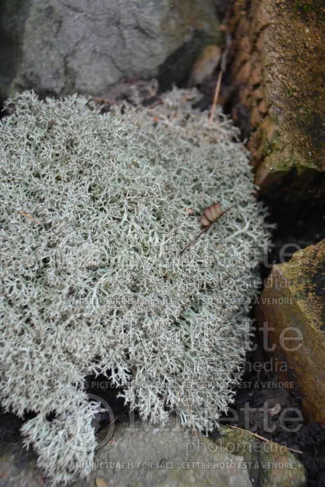 Cladonia species (reindeer cup lichen) 7