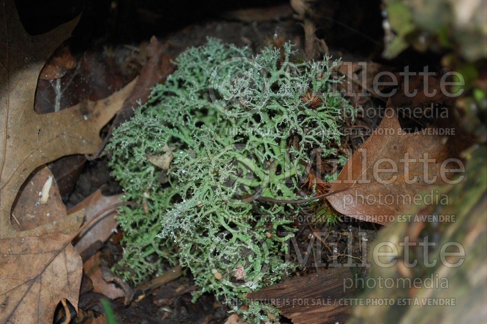 Cladonia species (reindeer cup lichen) 8