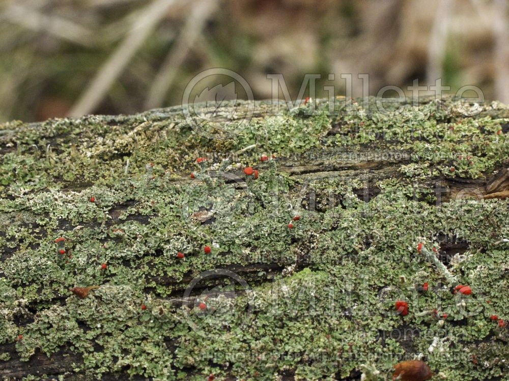 Cladonia cristatella (British soldiers’ lichen) 1